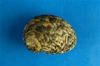 藏品(粗紋蜑螺)的圖片